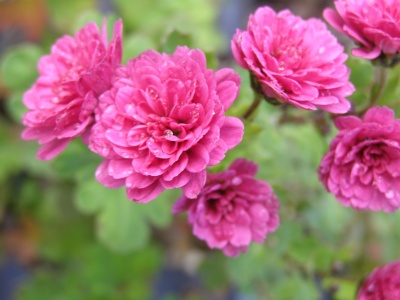 Chrysanthemum 'Julie Peterson'